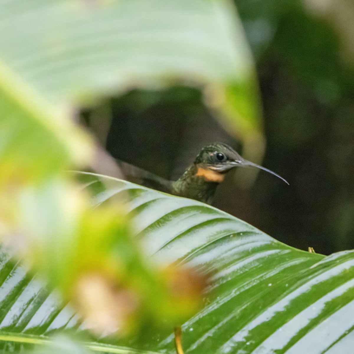 Pale-tailed Barbthroat - ML640880839
