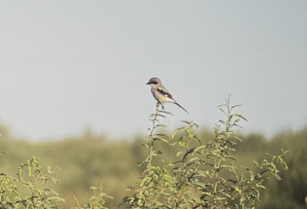 Loggerhead Shrike - ML640880874