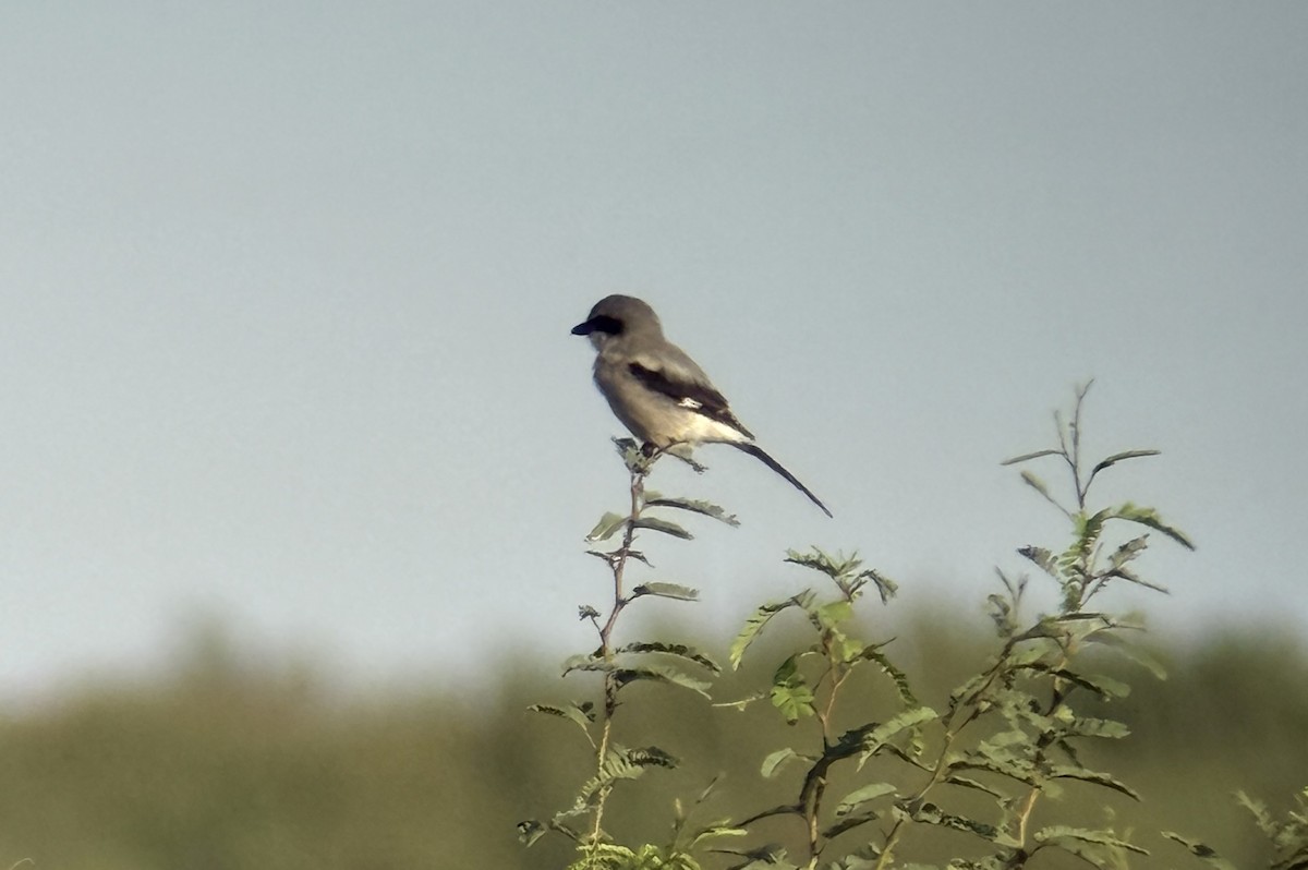 Loggerhead Shrike - ML640880875