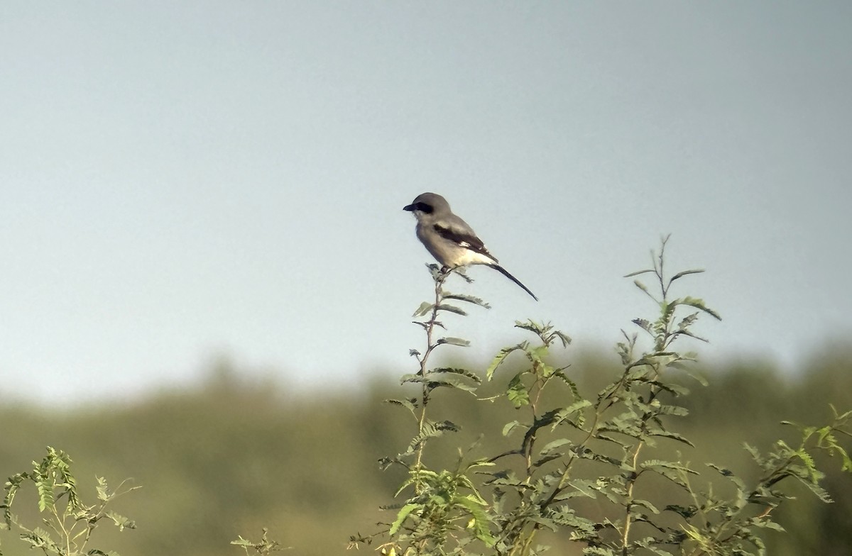 Loggerhead Shrike - ML640880876