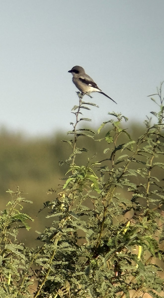 Loggerhead Shrike - ML640880877