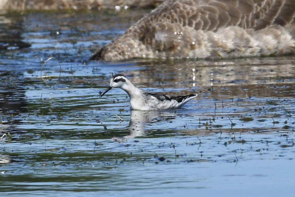 Нарийн сэлээхэй - ML640880917