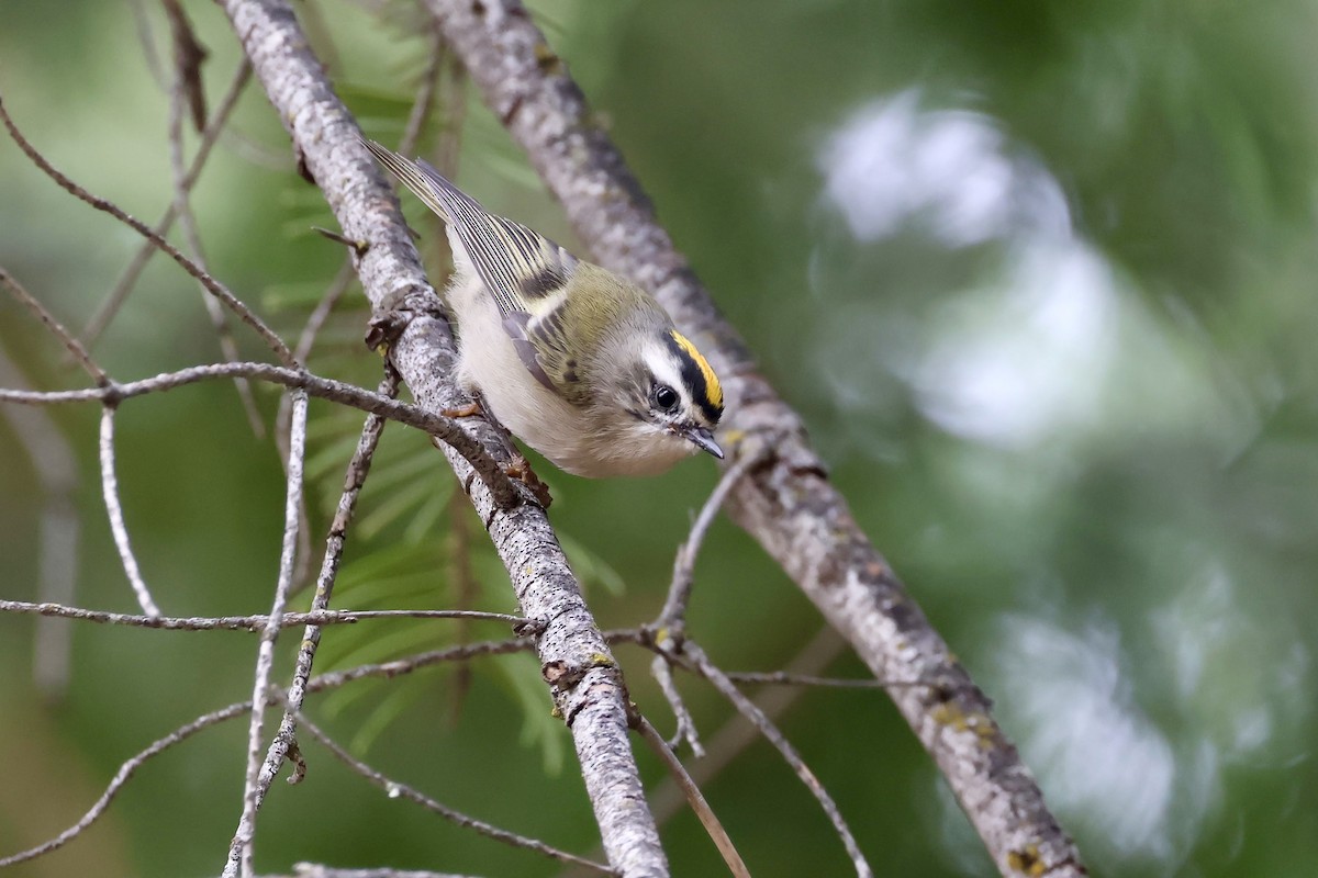 Golden-crowned Kinglet - ML640880918