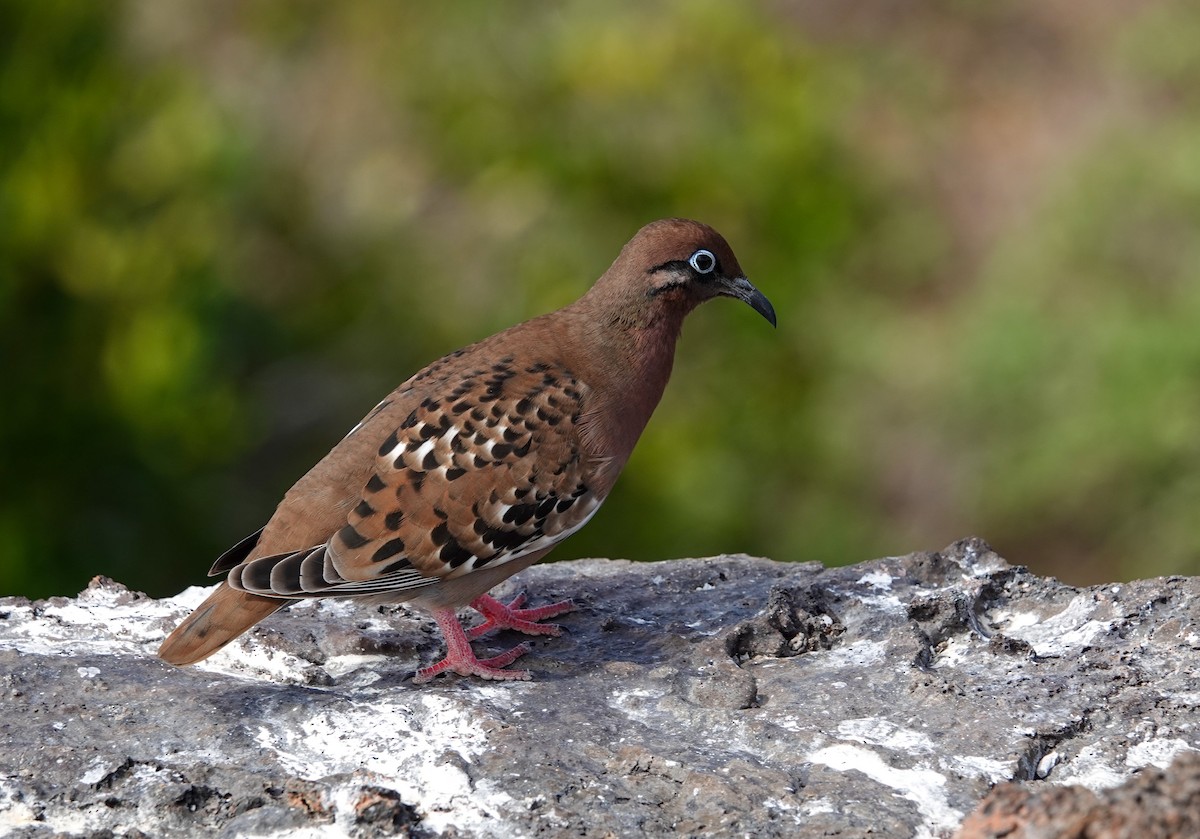 Galapagos Dove - ML640880950