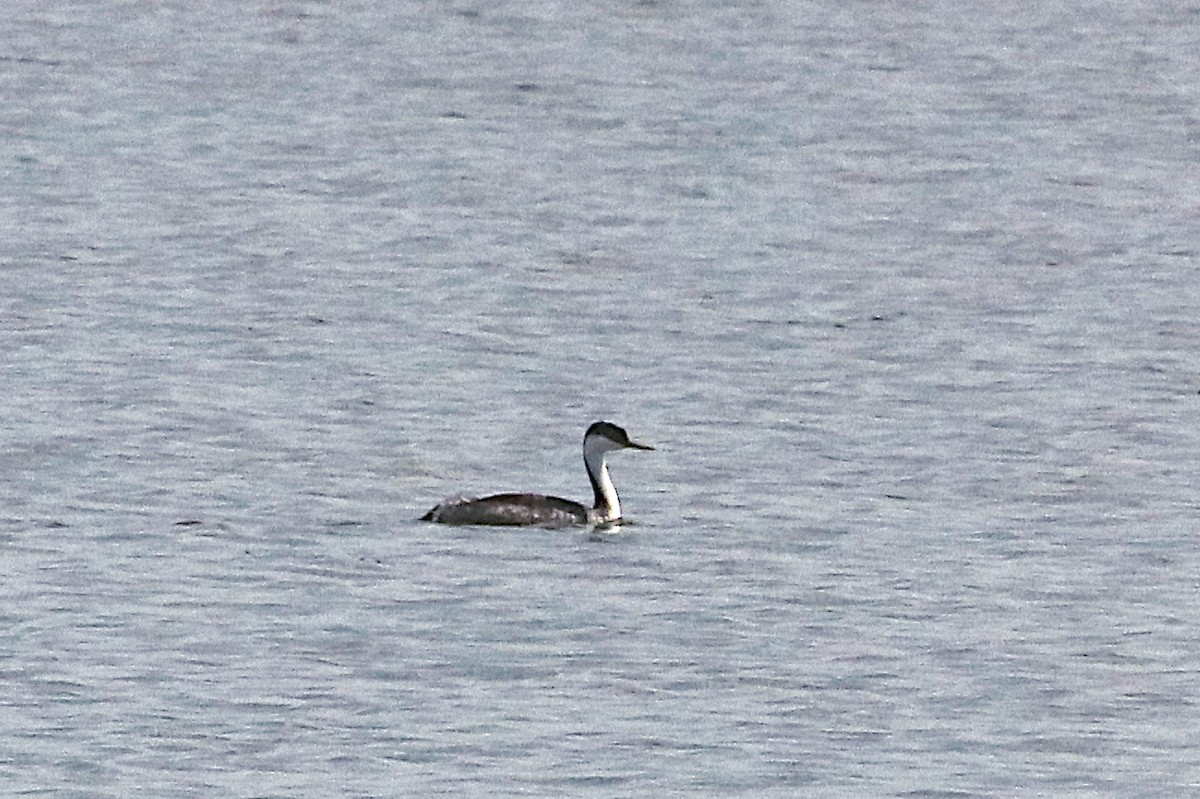 Western Grebe - ML640880951