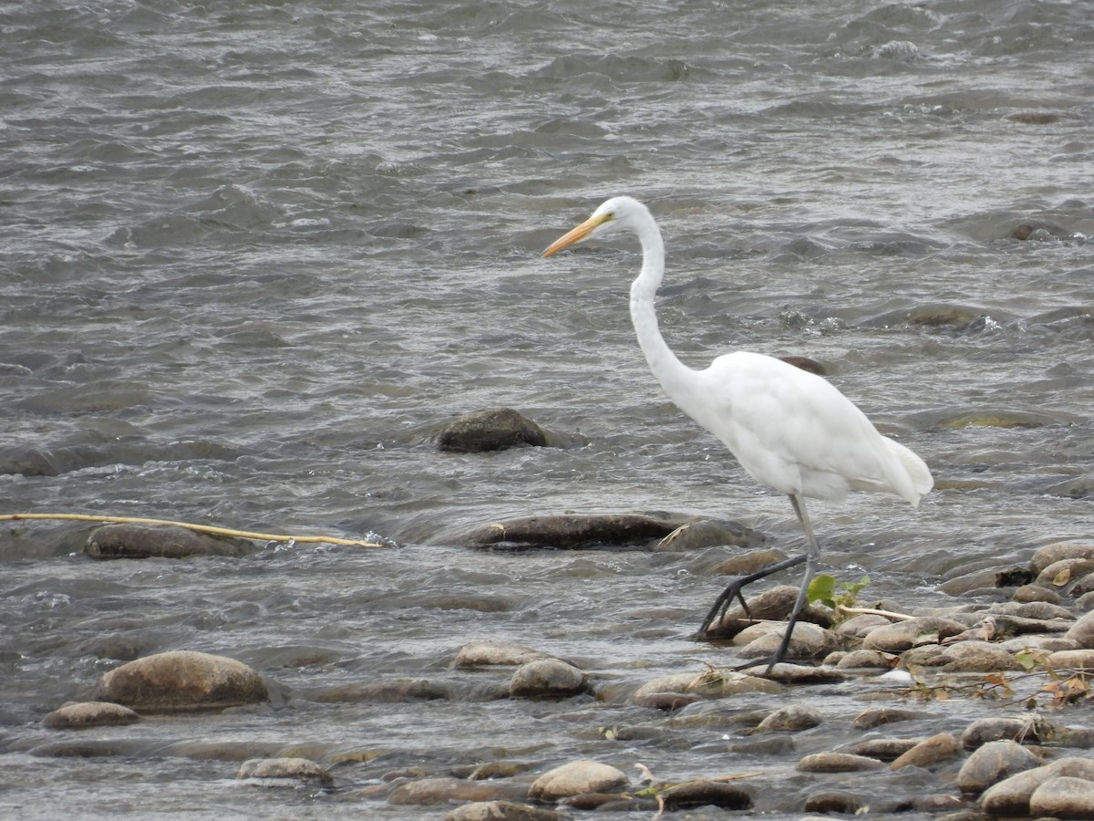 Цасч дэглий - ML640880984