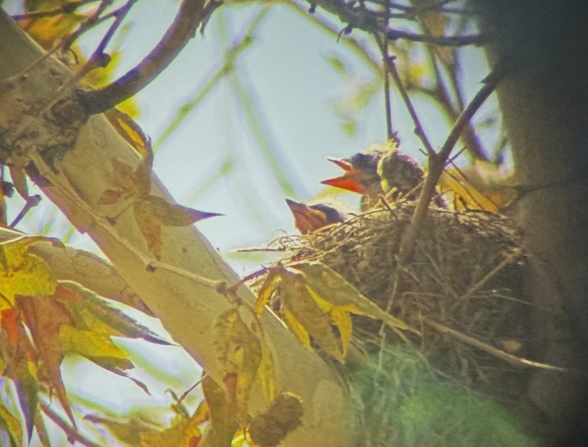 Cassin's Kingbird - ML640881006