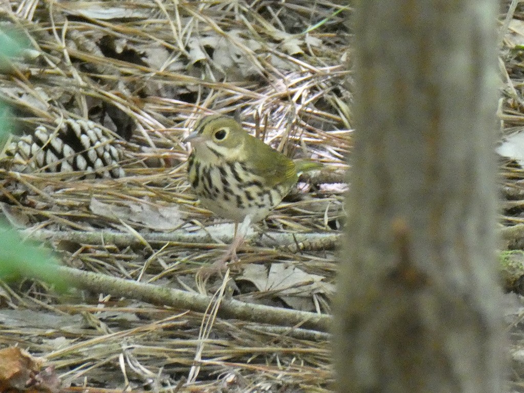 Ovenbird - ML640881066