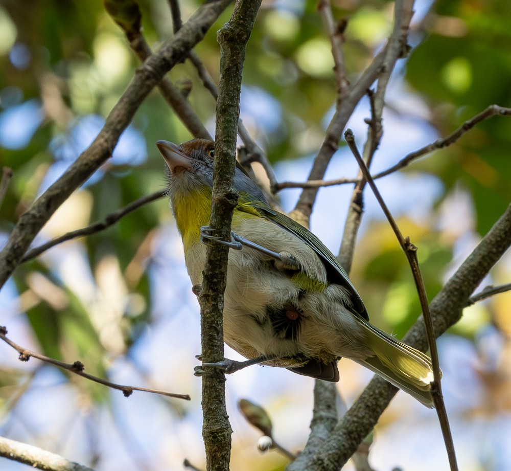 Kızıl Kaşlı Koca Vireo - ML640881071