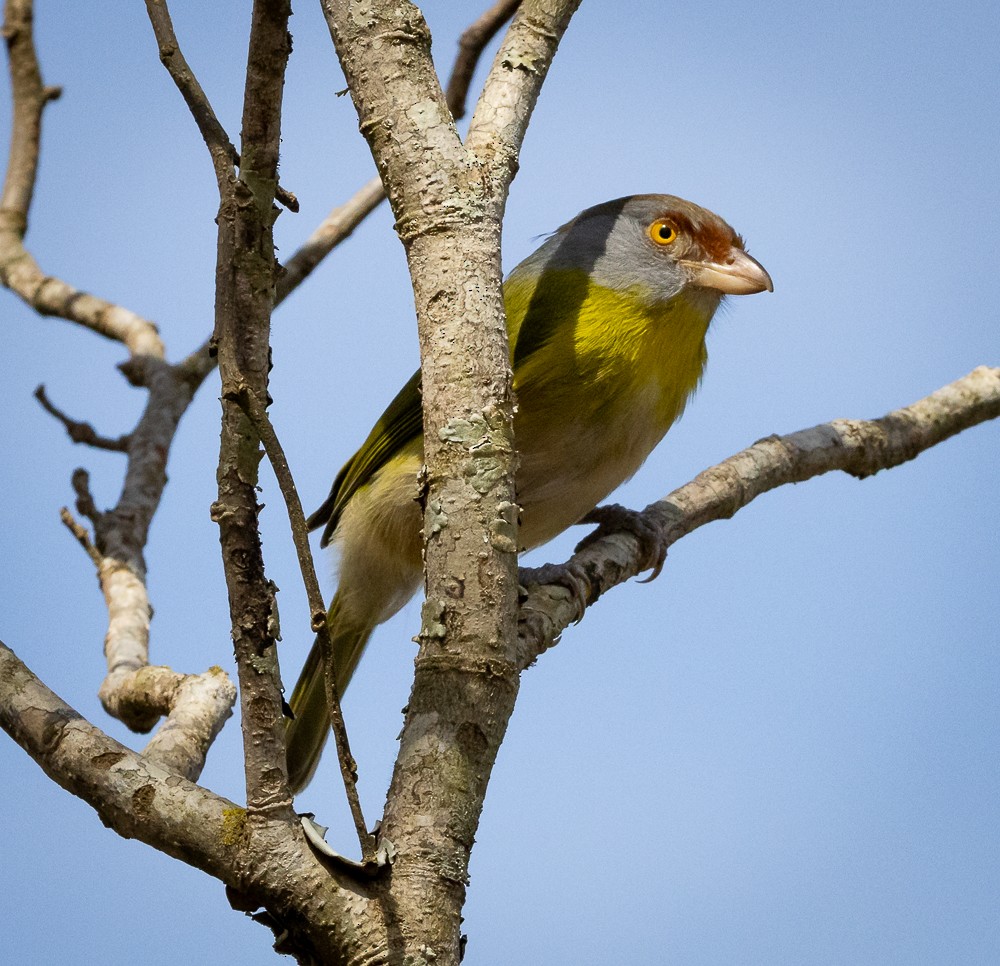 Kızıl Kaşlı Koca Vireo - ML640881073