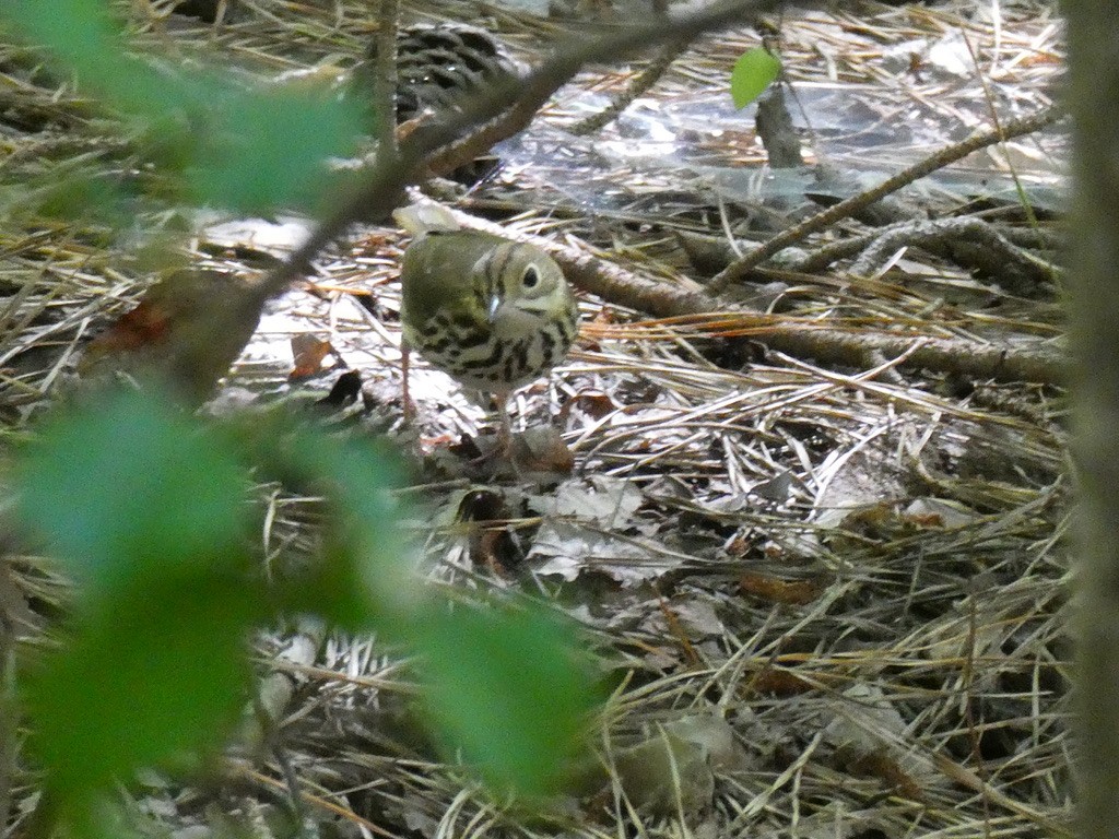 Ovenbird - ML640881082