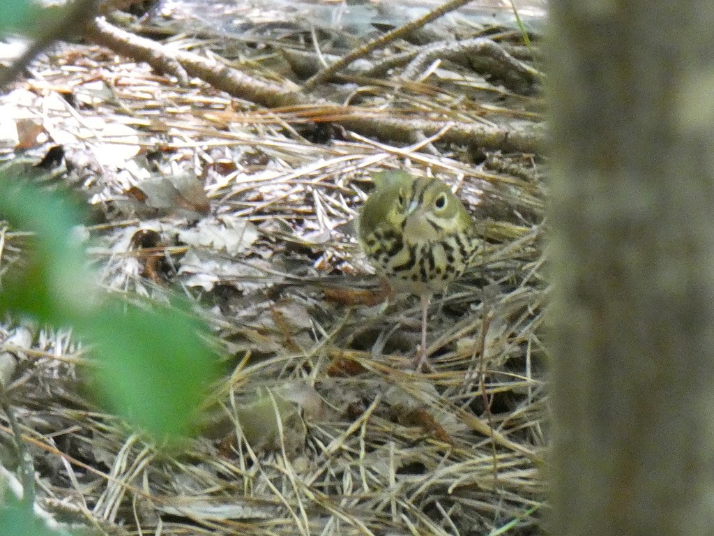 Ovenbird - ML640881087