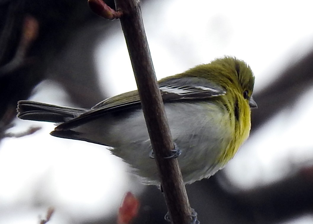 Sarı Gerdanlı Vireo - ML640881183