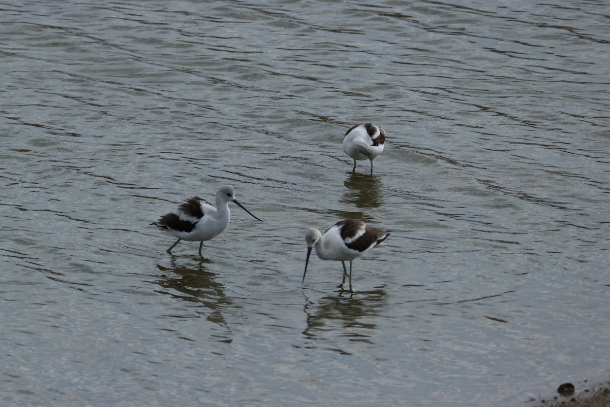 American Avocet - ML640881212