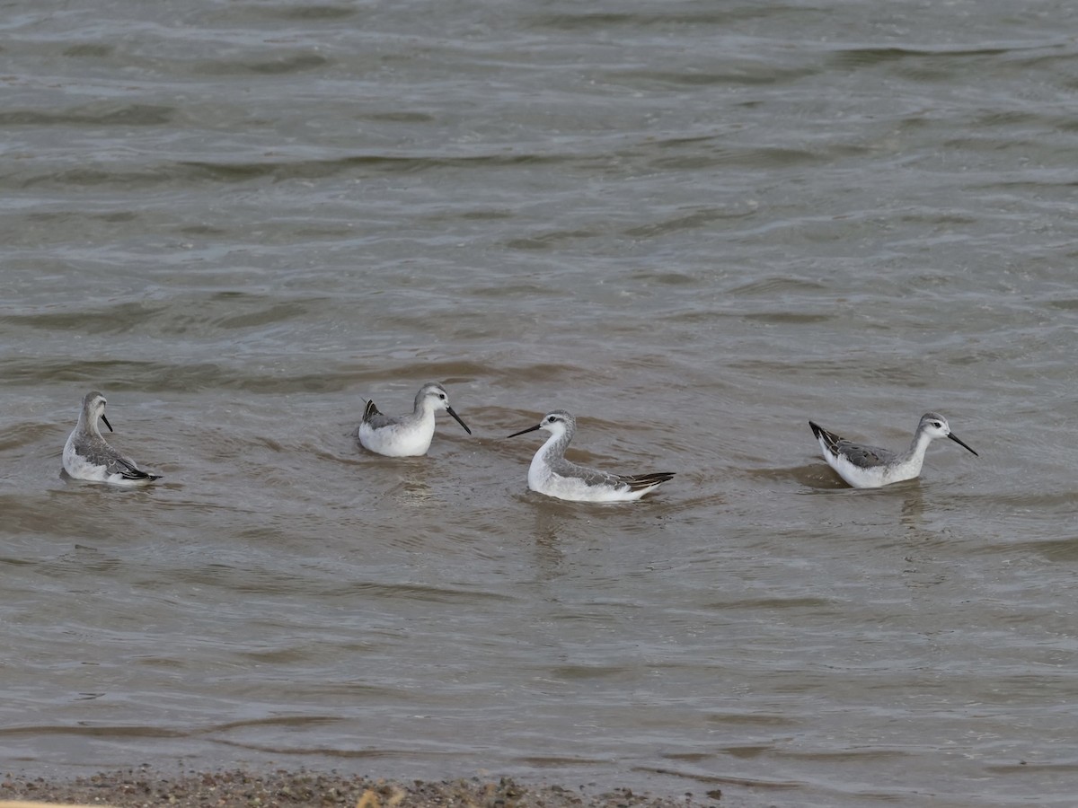 Wilson's Phalarope - ML640881225