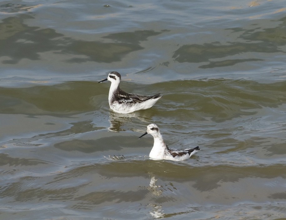 Red-necked Phalarope - ML640881240