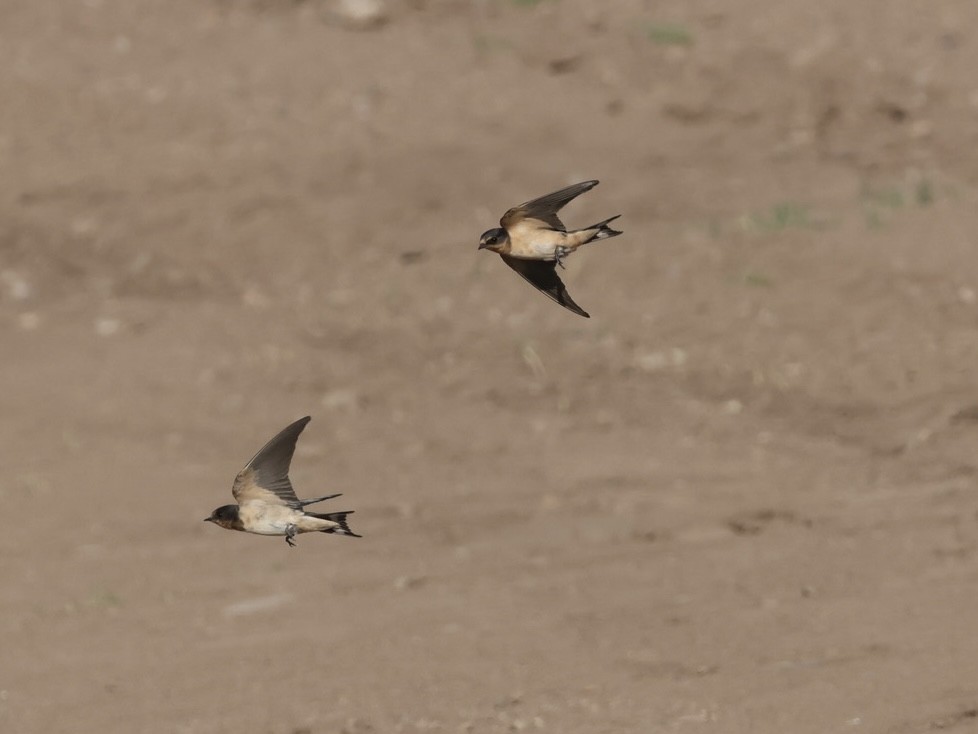 Barn Swallow - ML640881252