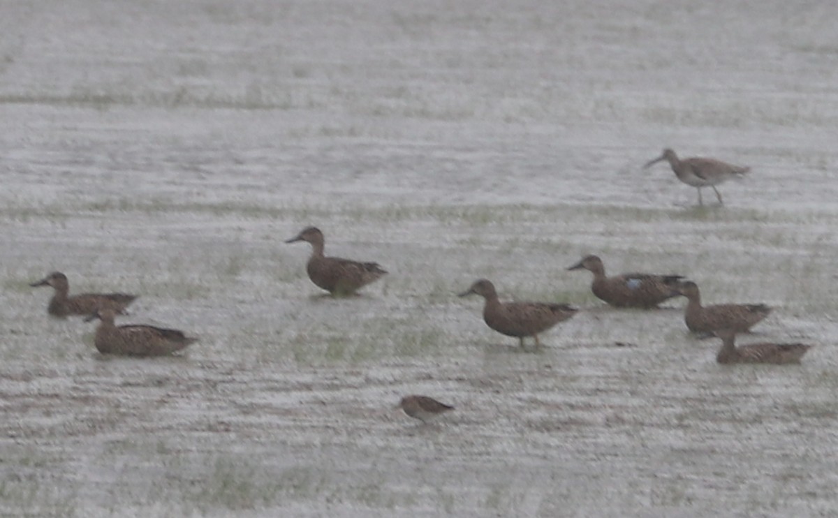 Blue-winged Teal - ML640881459