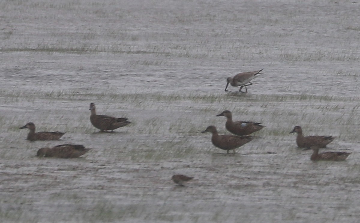 Blue-winged Teal - ML640881461