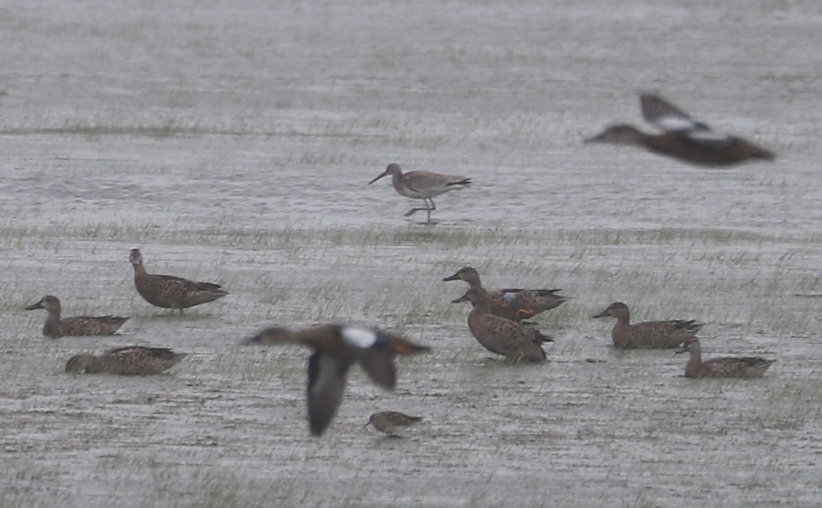 Blue-winged Teal - ML640881473