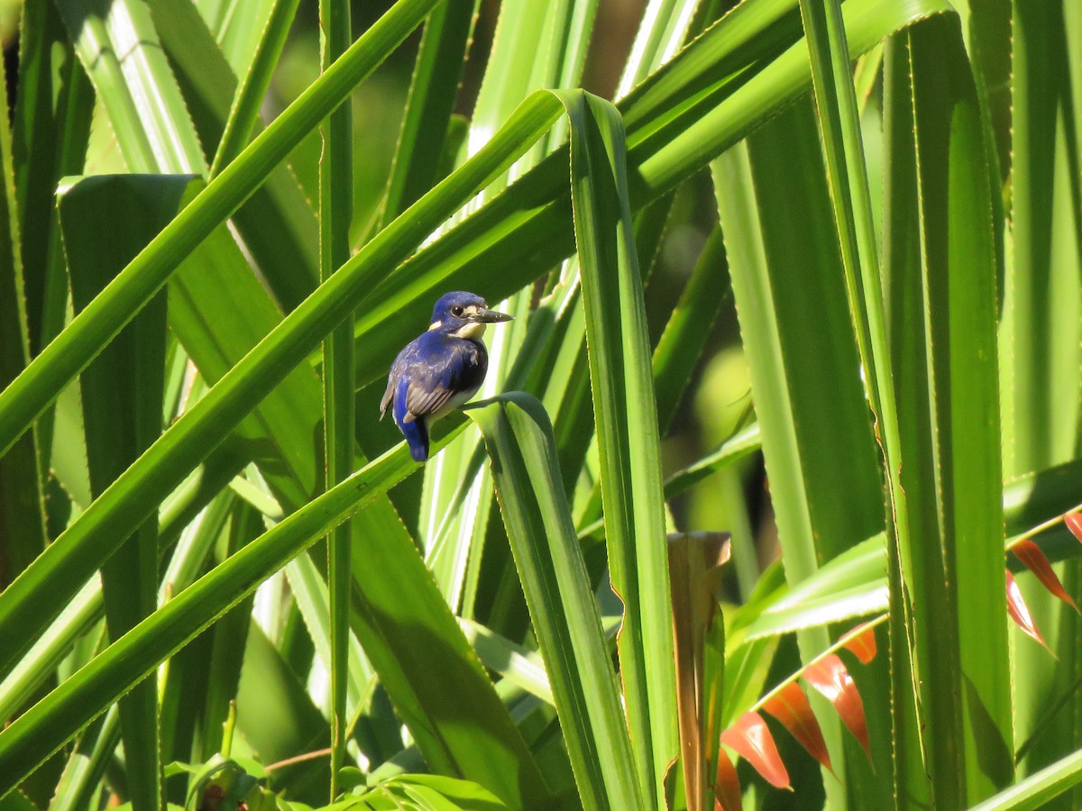 Little Kingfisher - ML640881510