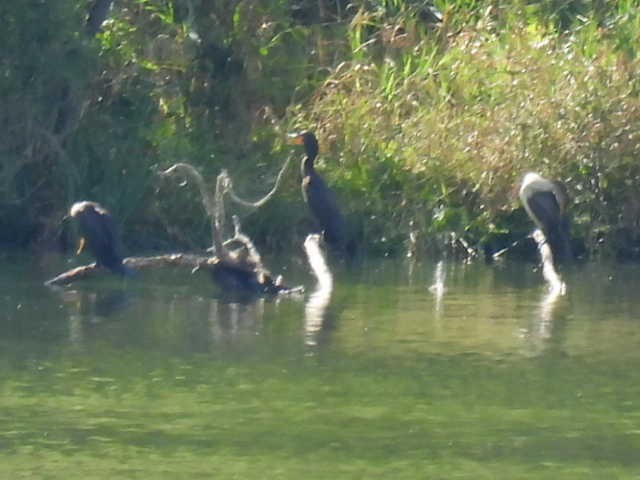Double-crested Cormorant - ML640881568