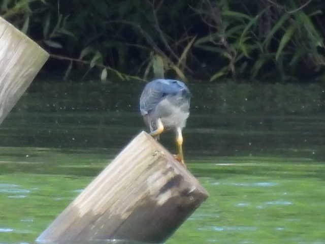 Green Heron - ML640881589
