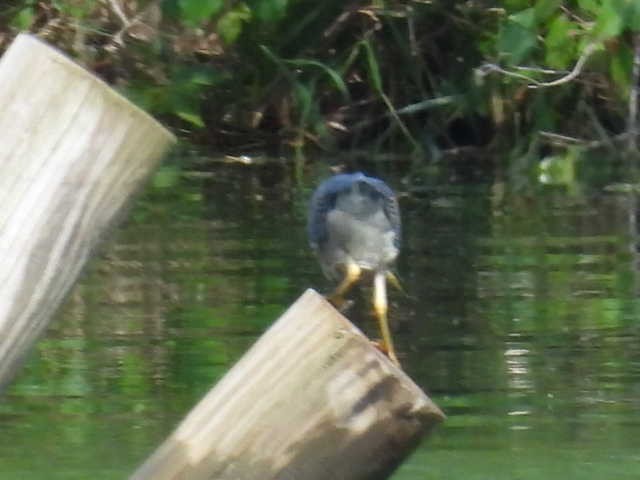 Green Heron - ML640881590