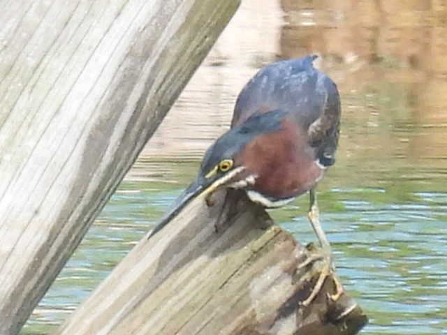 Green Heron - ML640881591