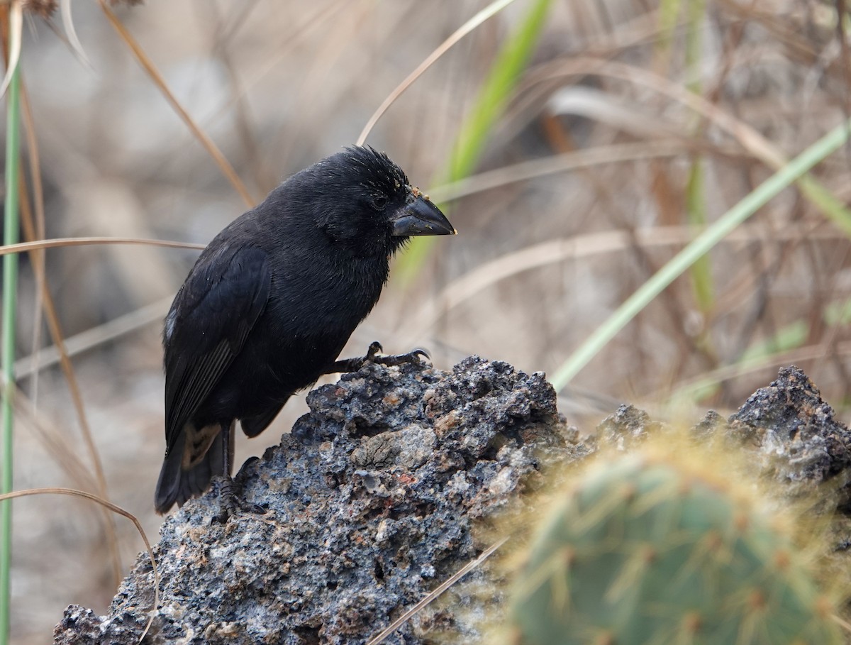 Genovesa Cactus-Finch - ML640881650