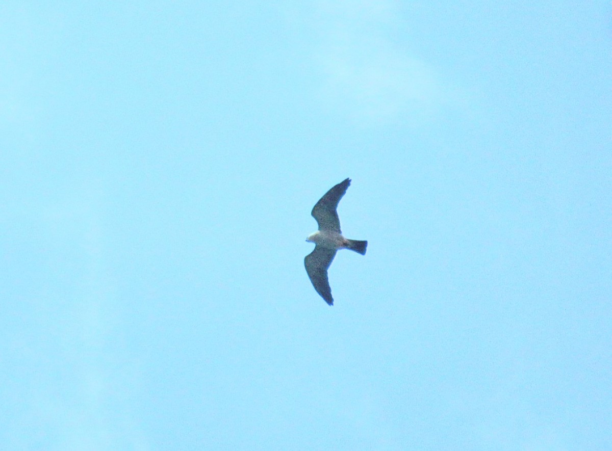 Mississippi Kite - ML640881709