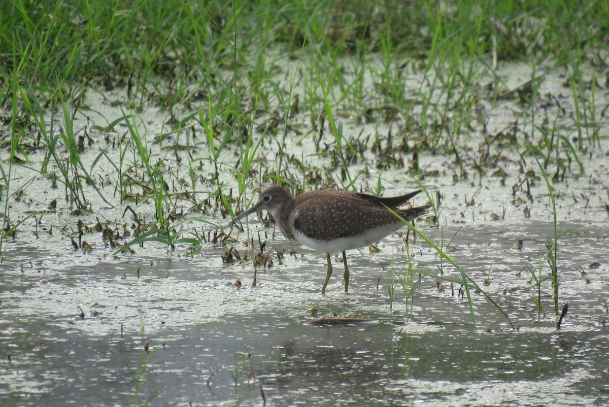 Solitary Sandpiper - ML640881720