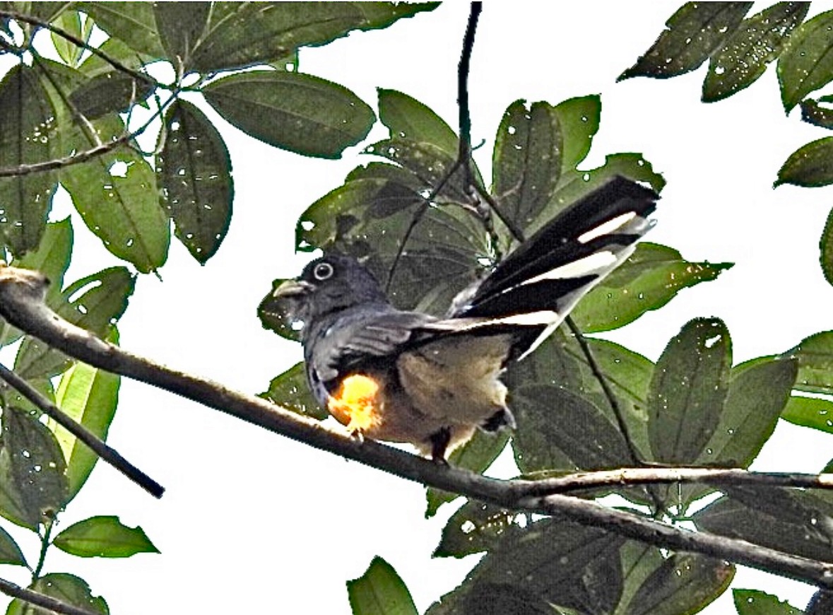 Green-backed Trogon - ML640881753