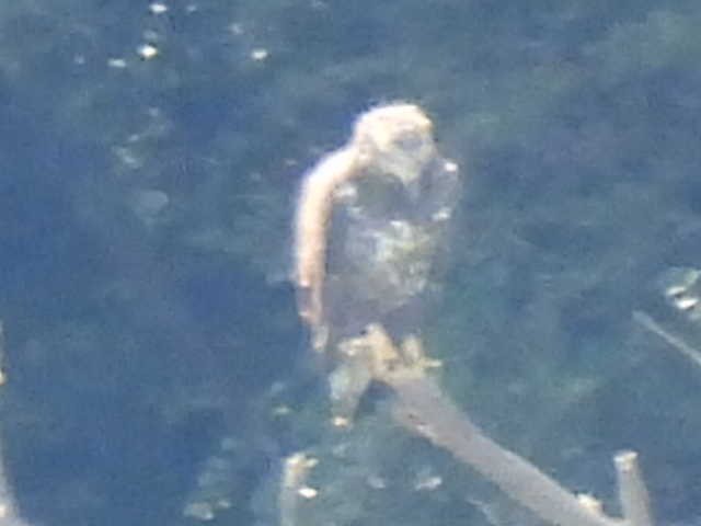 Bald Eagle - ML640881793
