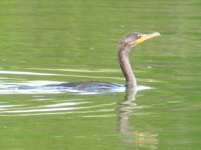 Double-crested Cormorant - ML640881825