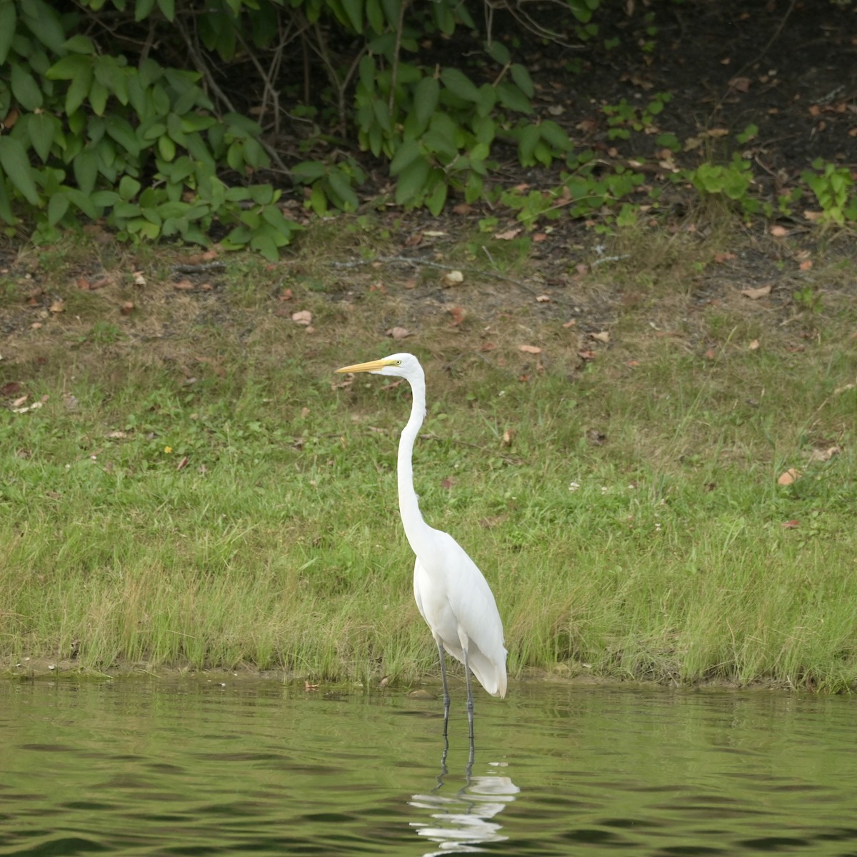 Great Egret - ML640881870