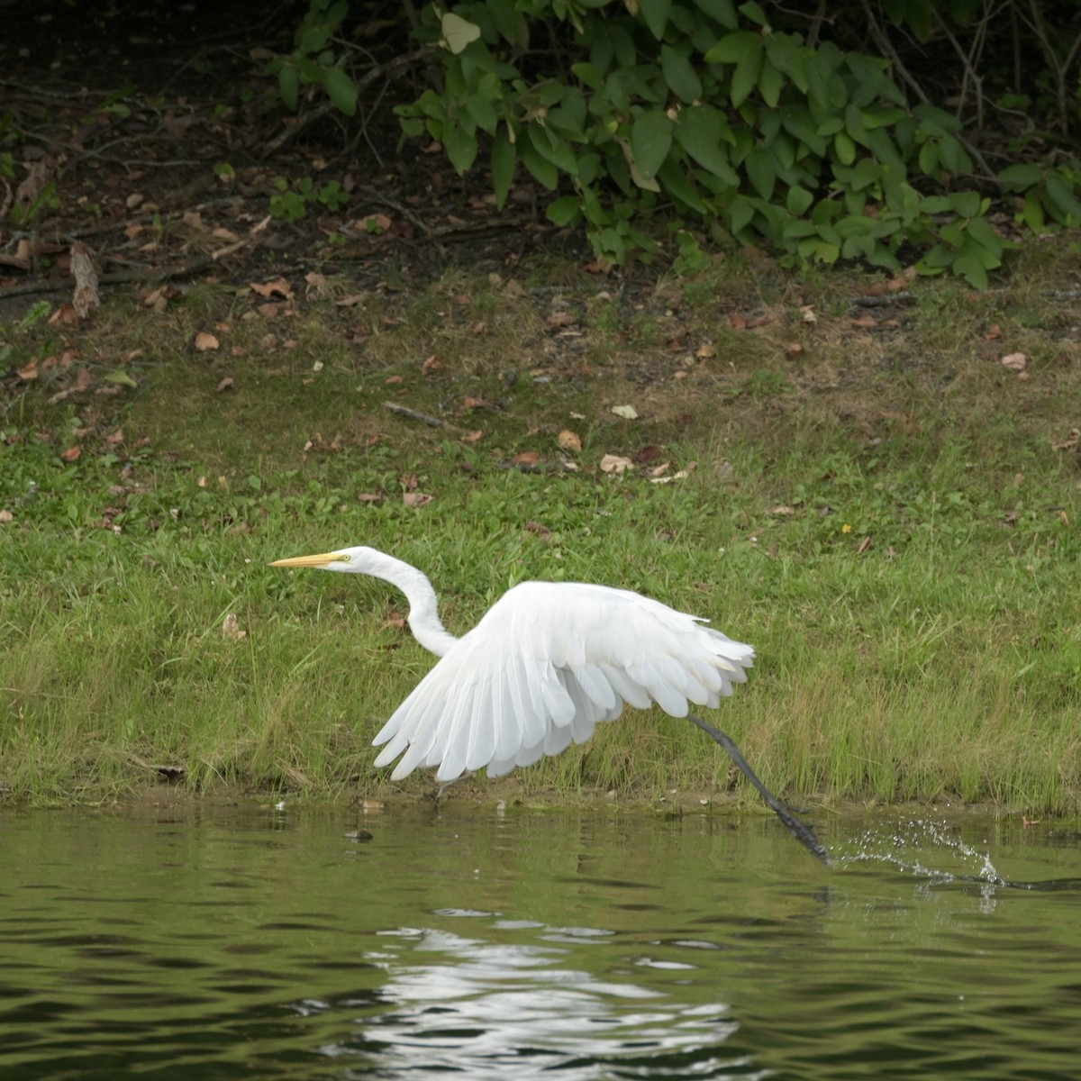 Great Egret - ML640881871