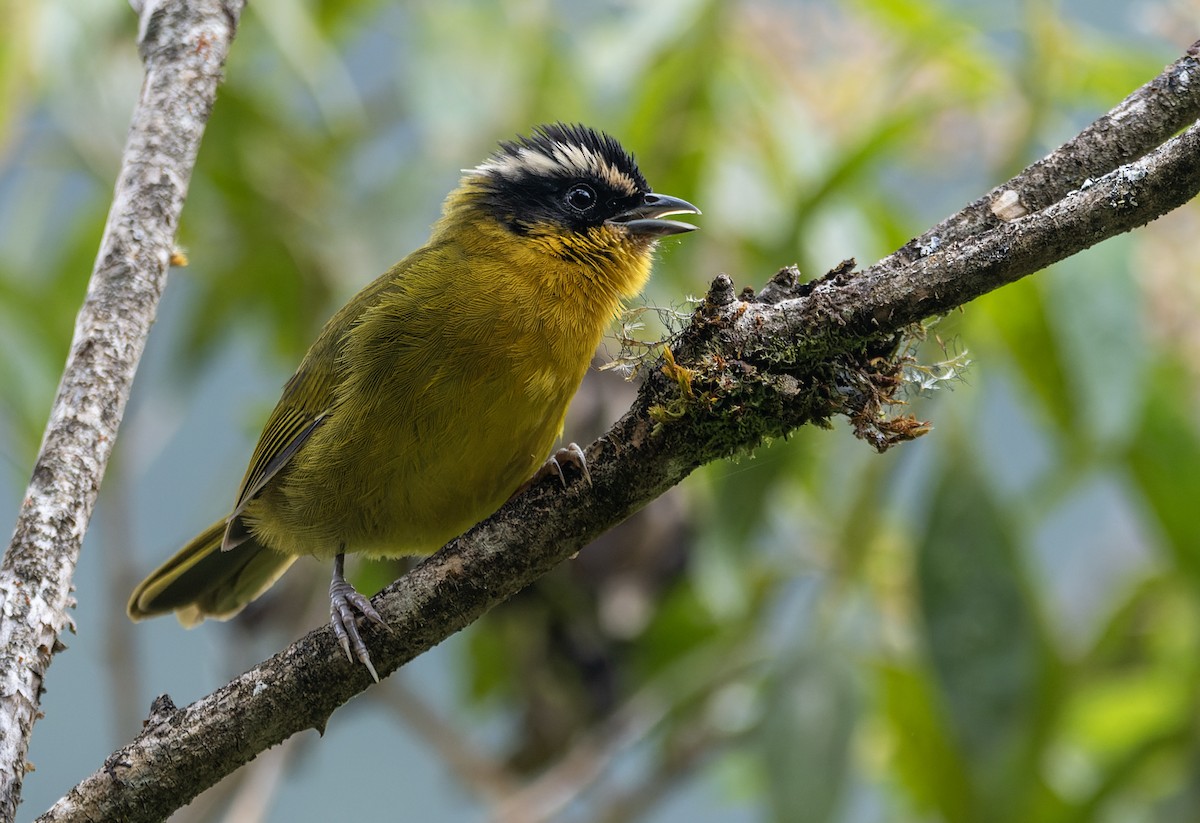 Black-capped Hemispingus - ML640881892