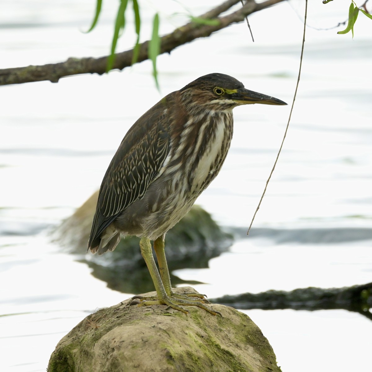 Green Heron - ML640881910