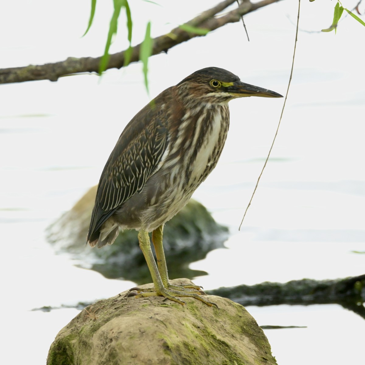 Green Heron - ML640881911