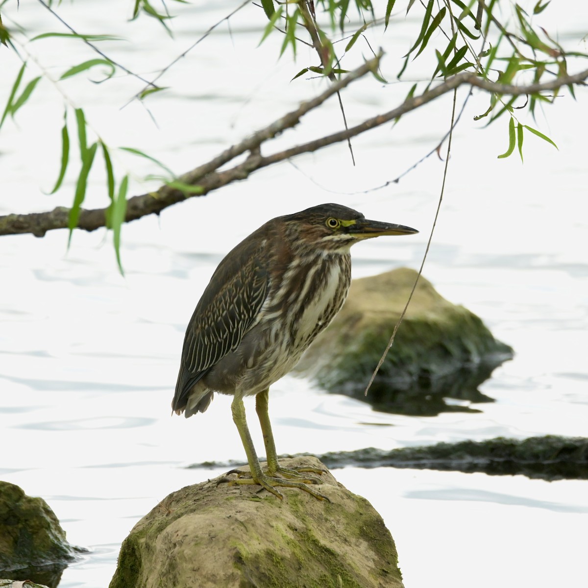 Green Heron - ML640881913