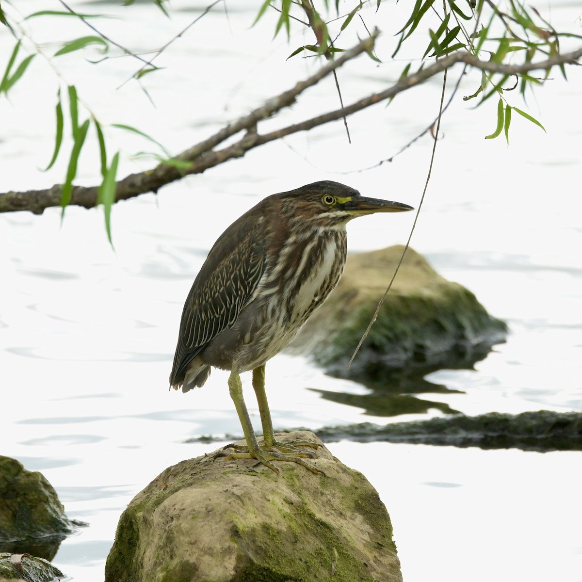 Green Heron - ML640881914