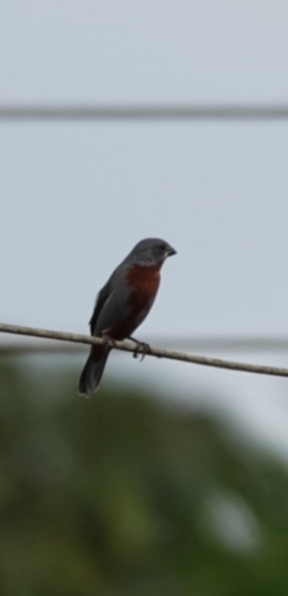 Chestnut-bellied Seedeater - ML640881923