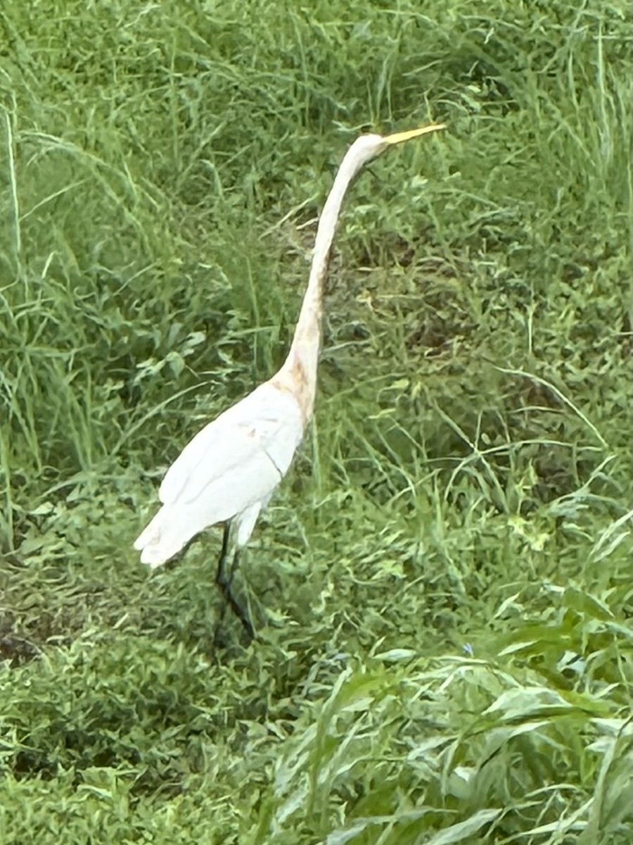 Great Blue Heron - ML640881946