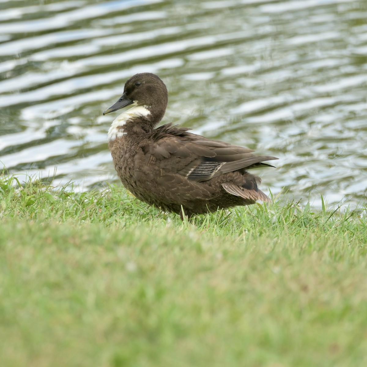 Mallard (Domestic type) - ML640881953