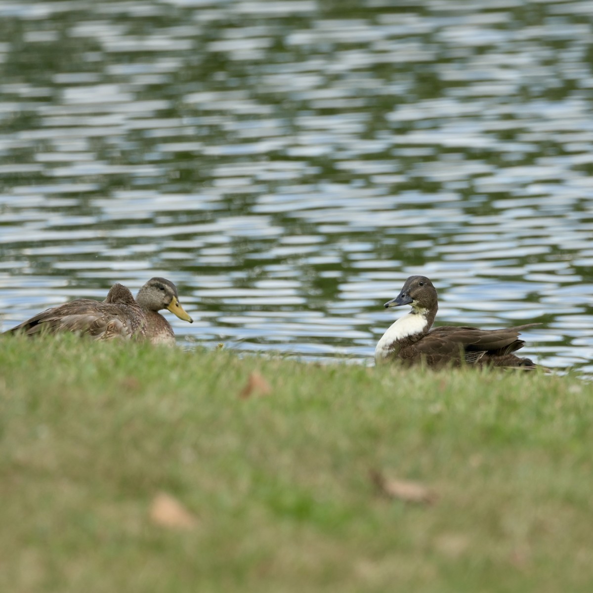 Mallard (Domestic type) - ML640881958
