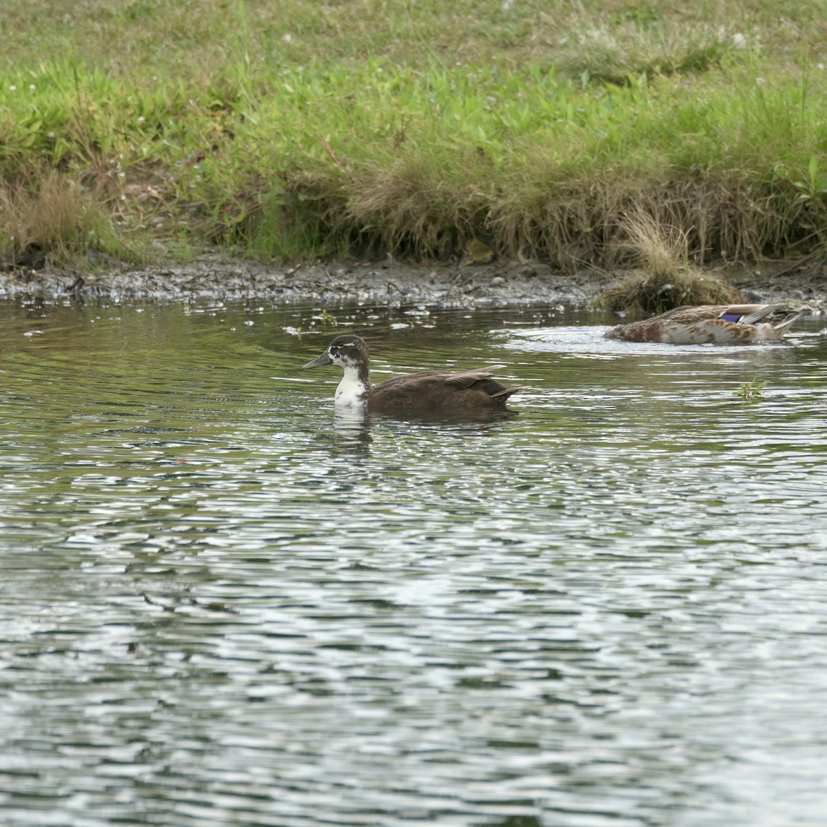 Mallard (Domestic type) - ML640881964