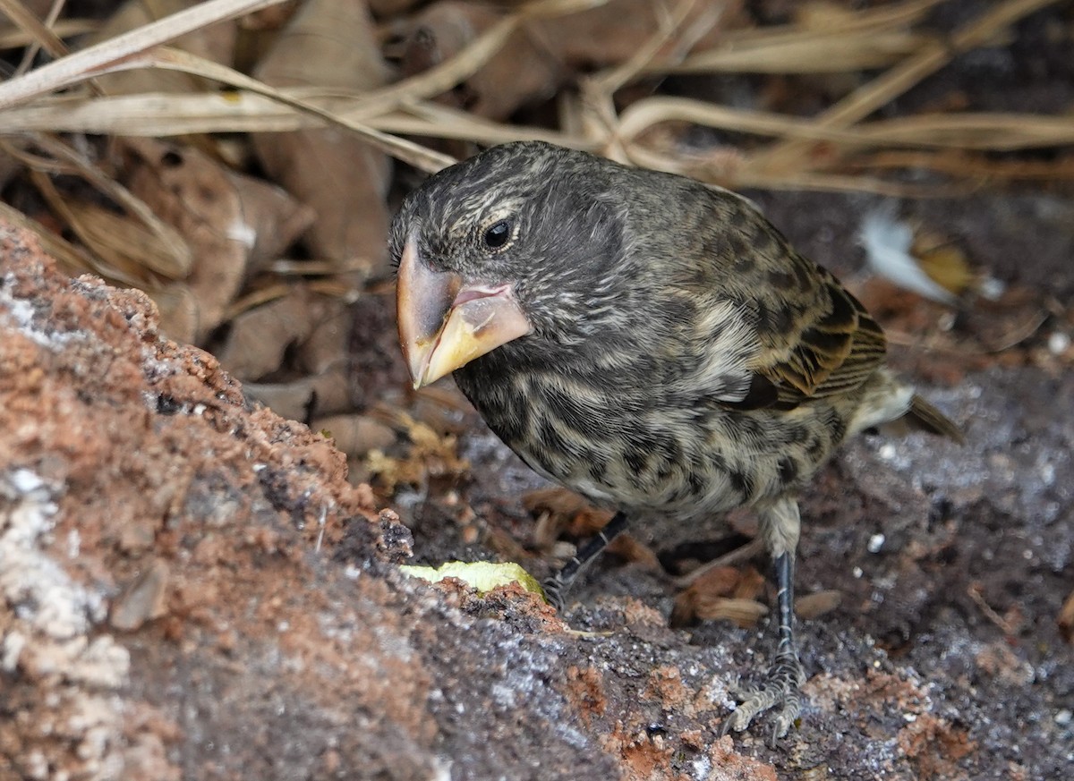 Large Ground-Finch - ML640881986