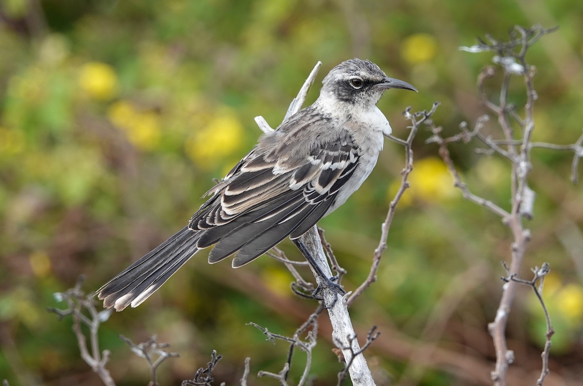 Galapagos Mockingbird - ML640882057