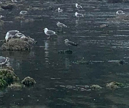 Heermann's Gull - ML640882079